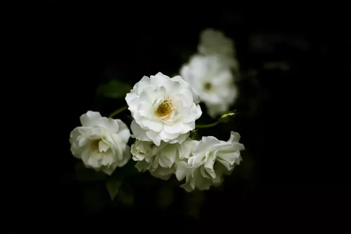 Fine art flower photo