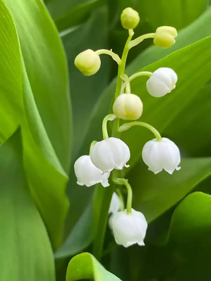 lighting in macro photography