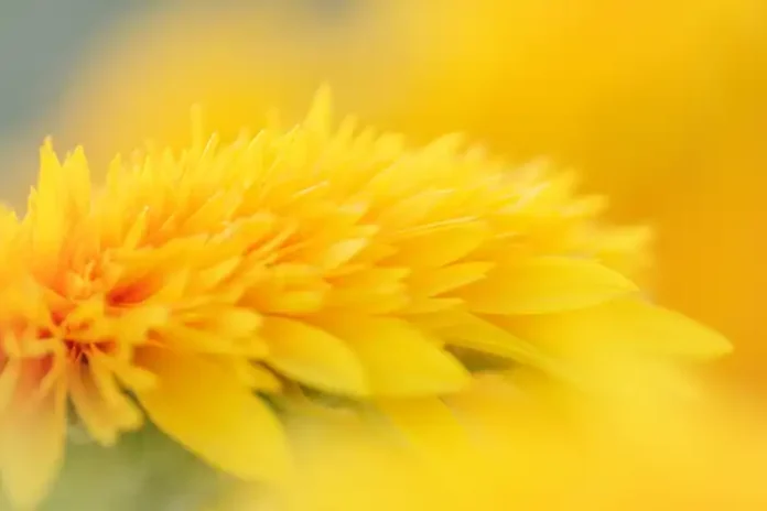 Abstract nature photo