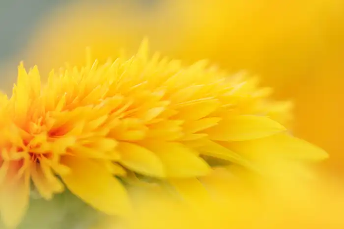 Abstract nature photo