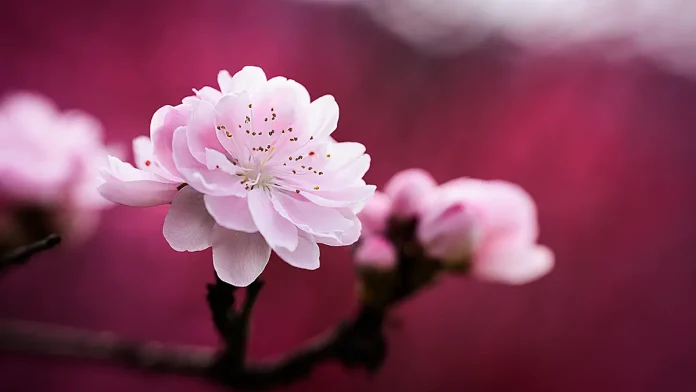 flower photography idea