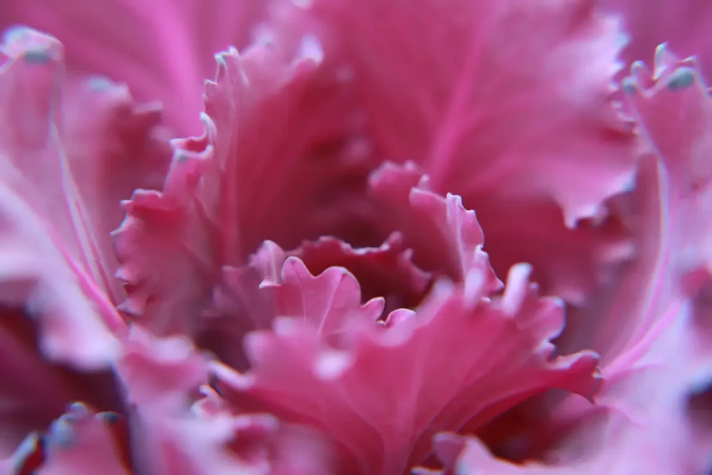 Abstract Floral Close-up