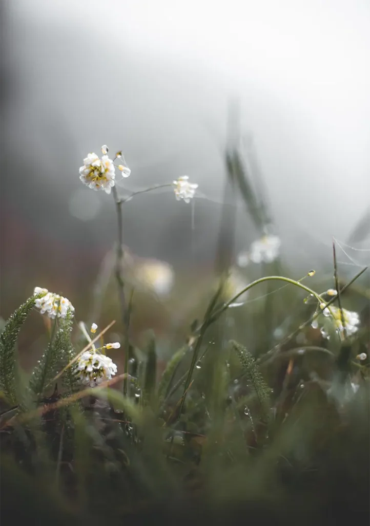 Artistic Foggy Bacground