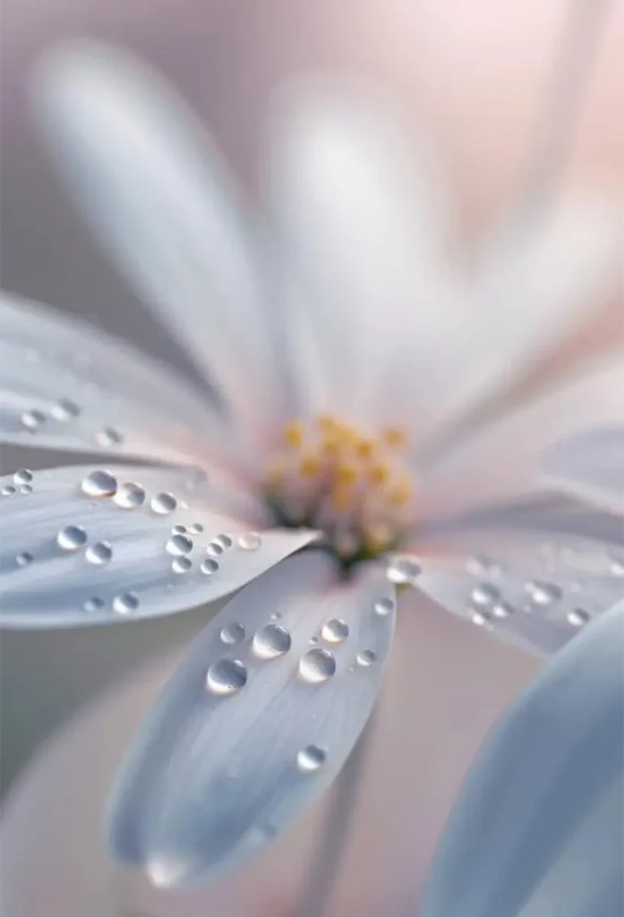 Artistic Water Droplets Flower