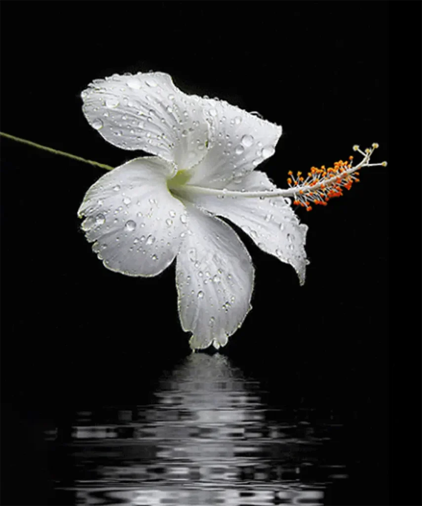 Artistic White Flower Black Background