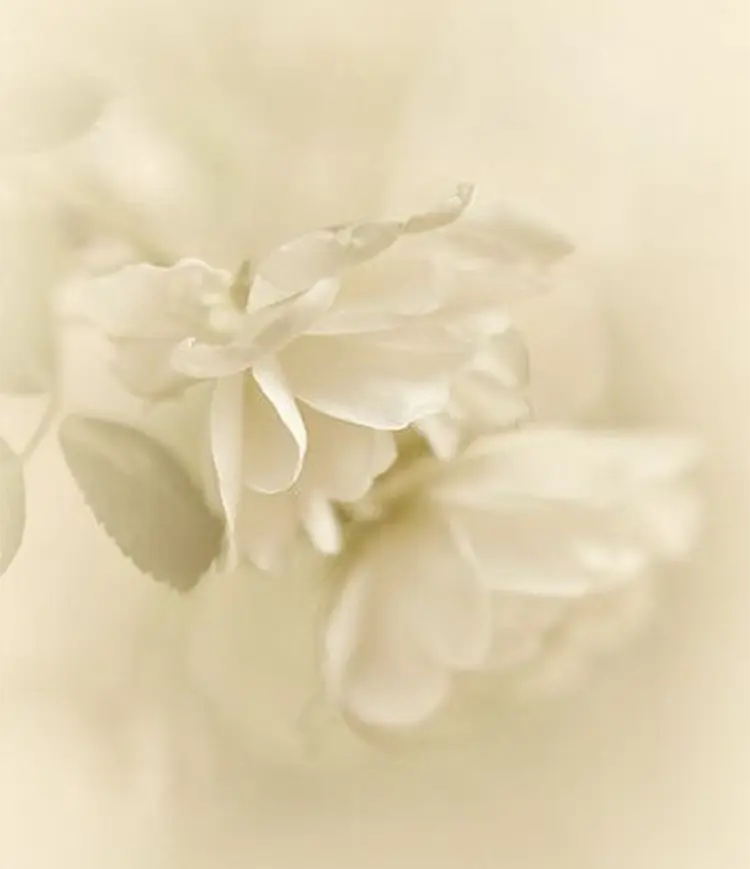 Creamy Soft Background