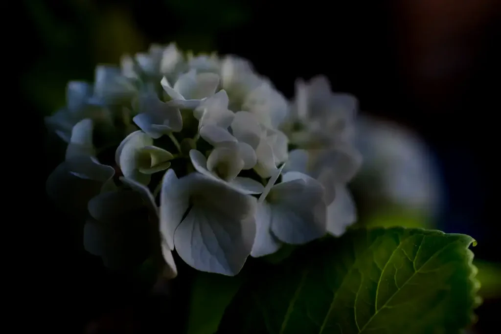 Dark Floral Images