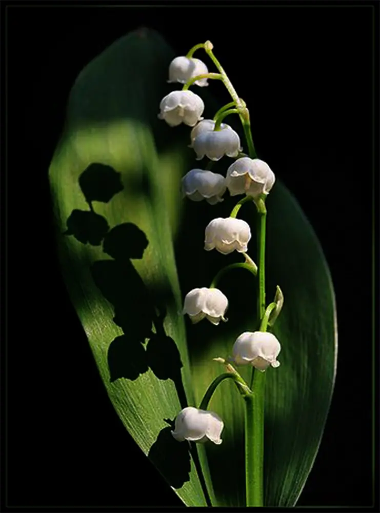 Dramatic Flower Lighting