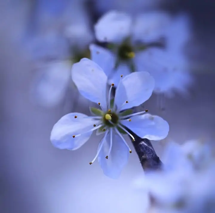 Purple Flower Blur Background