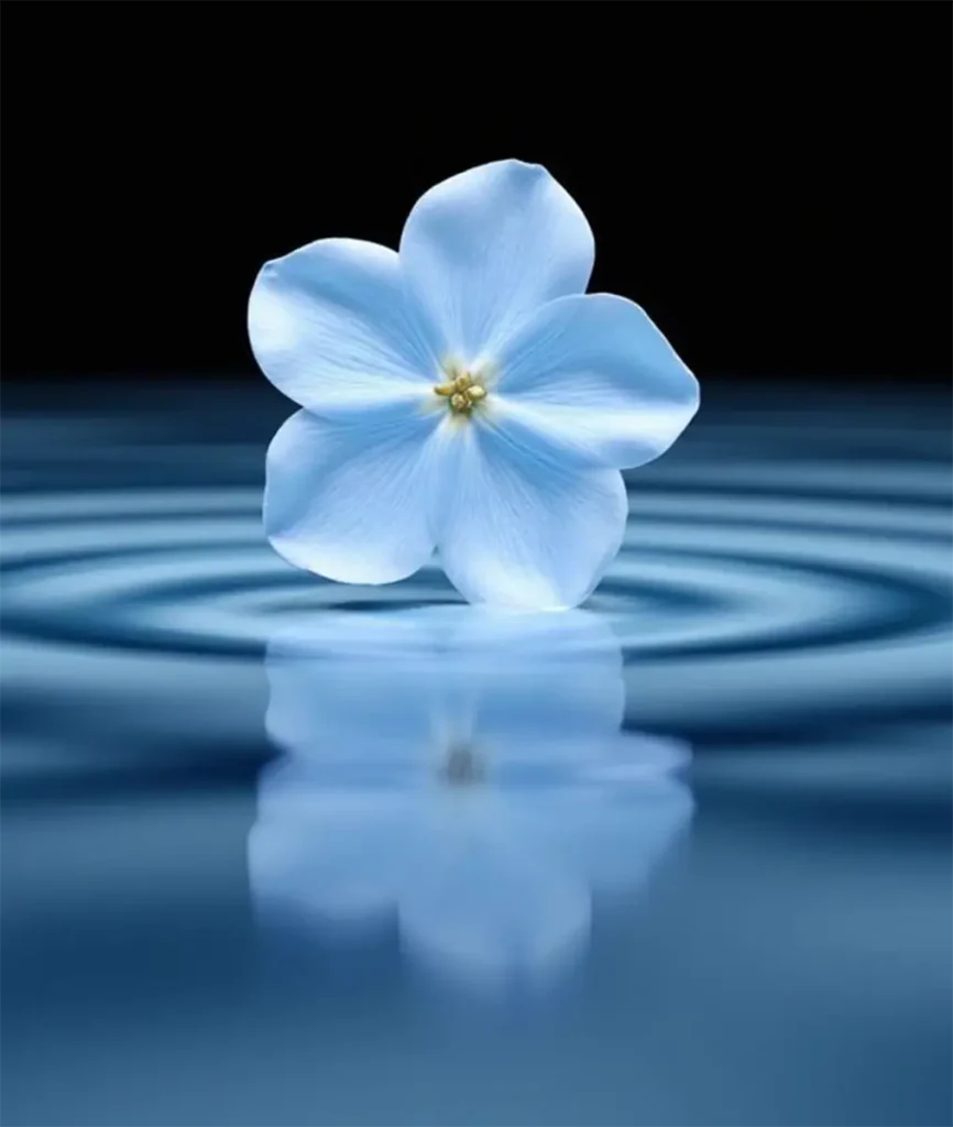 Reflected Flower Photo