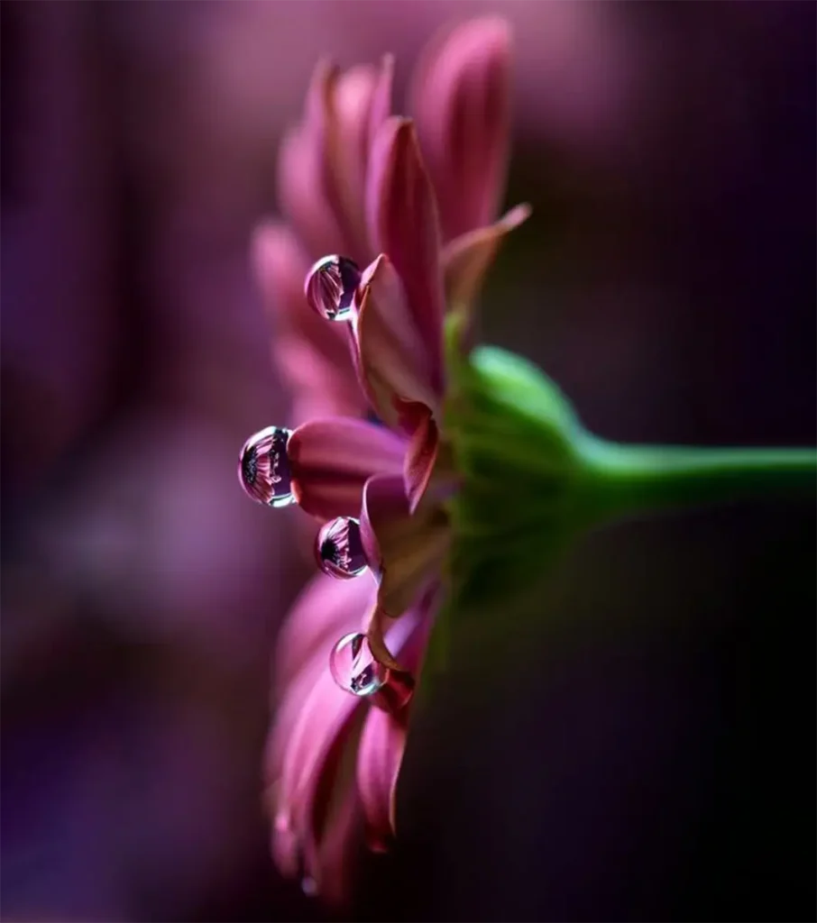 Water Drops Petals
