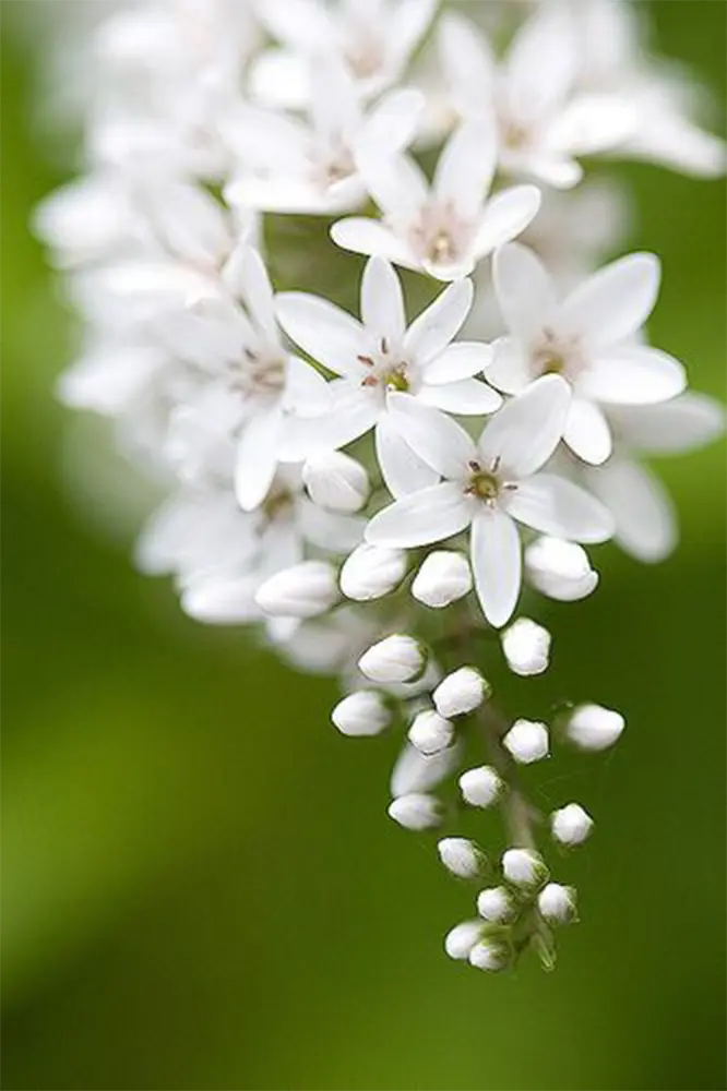 Moody Flower Photos Moody Flower Photos