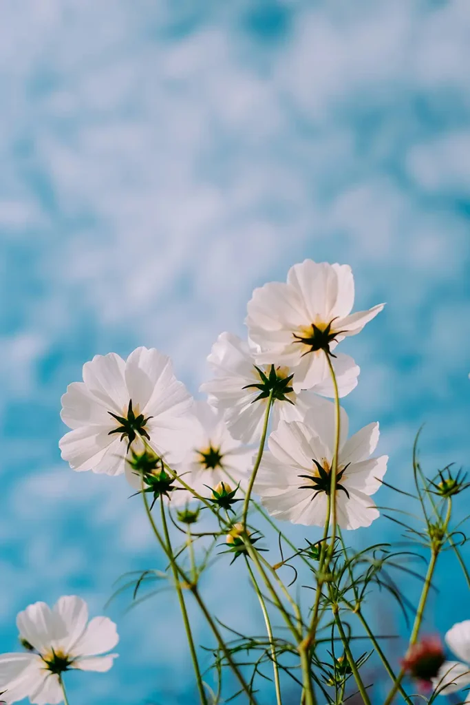 Photographed beneath an overcast sky, the light-colored flowers blend naturally with a background formed by the same soft clouds