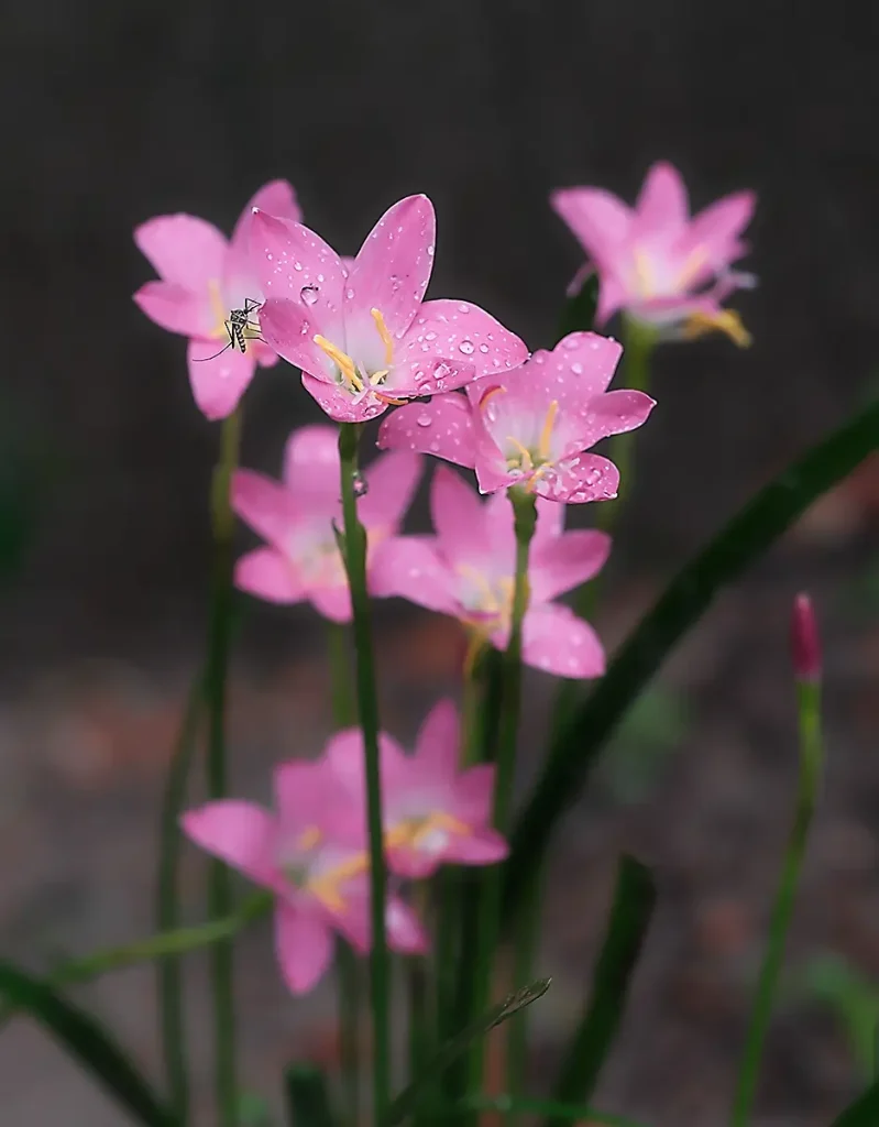 Raindrops resting on delicate, light-colored flowers