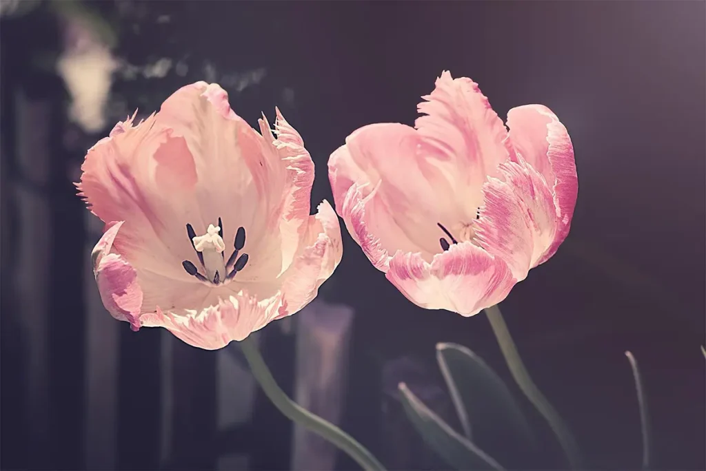 Shadows cast by the petals across the flower's center enhance the perception of depth