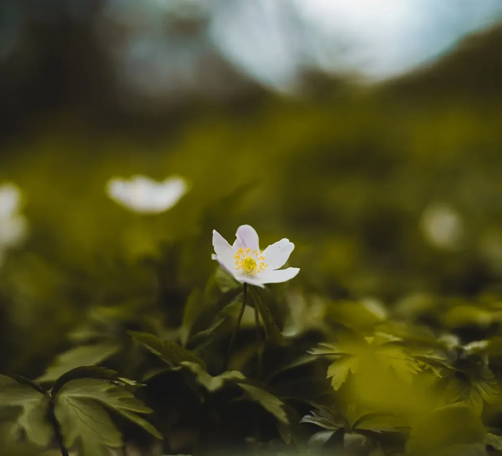 A light-colored flower photographed beneath the gentle light of woodland shade