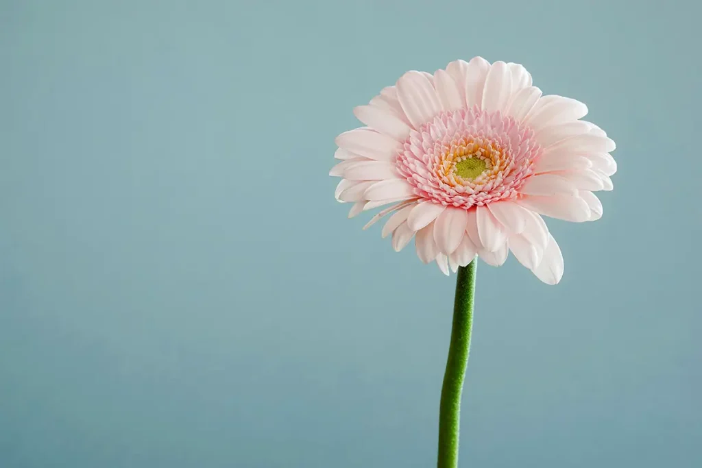 The generous negative space surrounding the white flower
