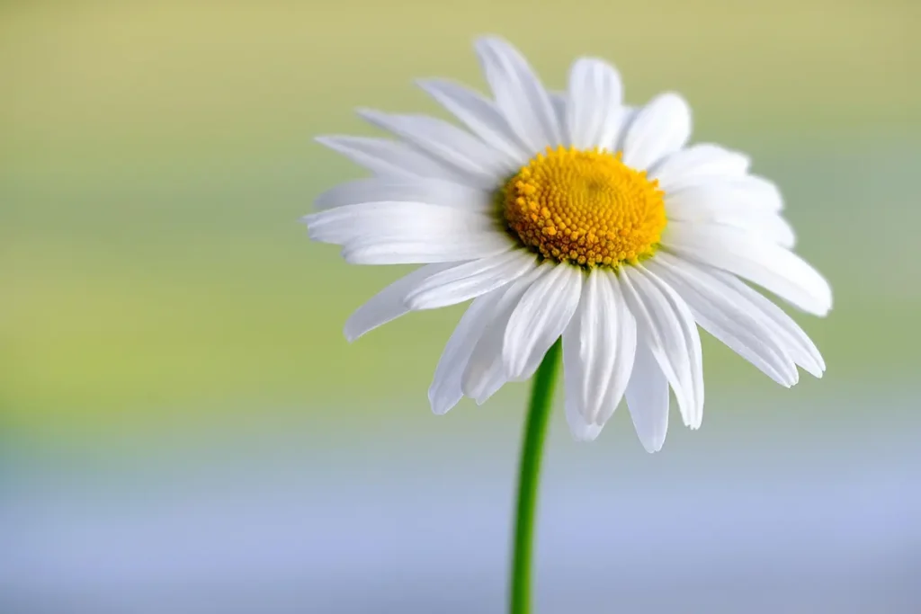 The white flower and its yellow stamens stand out against a simple background