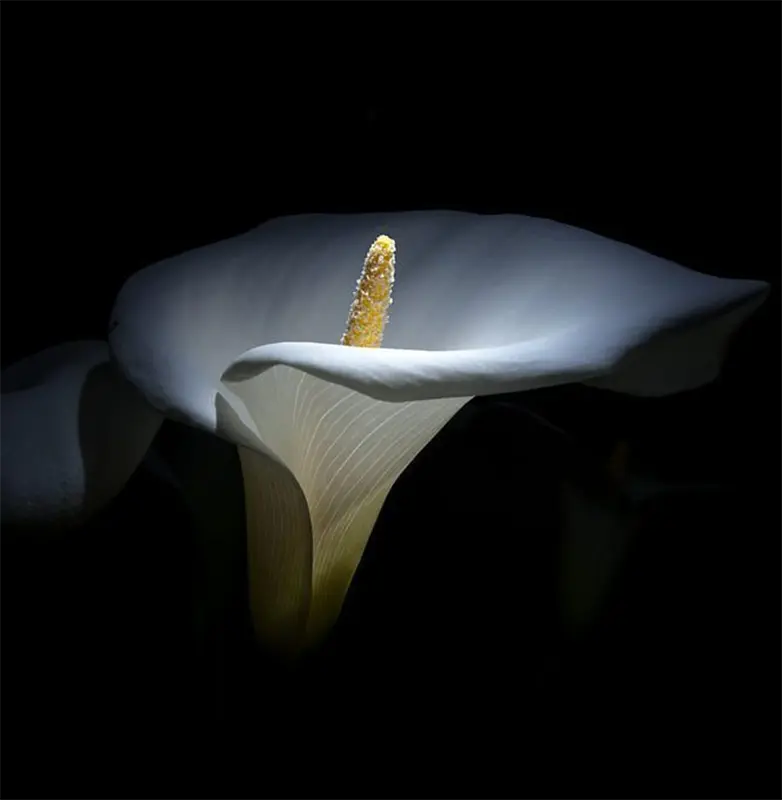 Against the surrounding darkness, the white flower seems