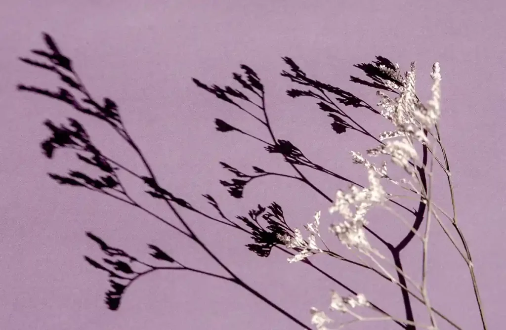 Flowers and Their Shadows