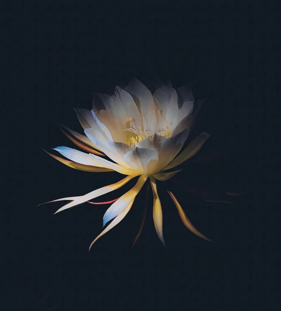 Light falls across the leaves and petals from one side