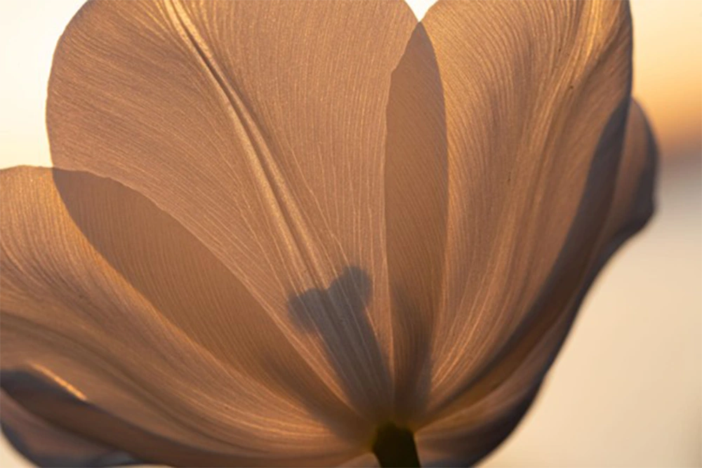 Light falls on the flower from the front