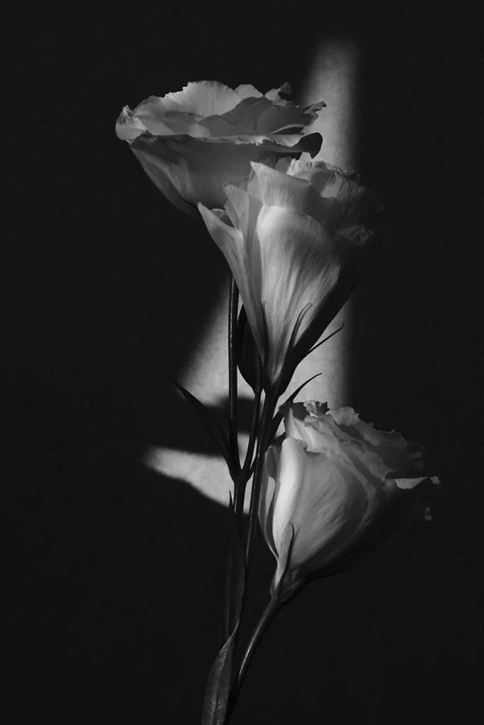 Light illuminates only part of the flowers
