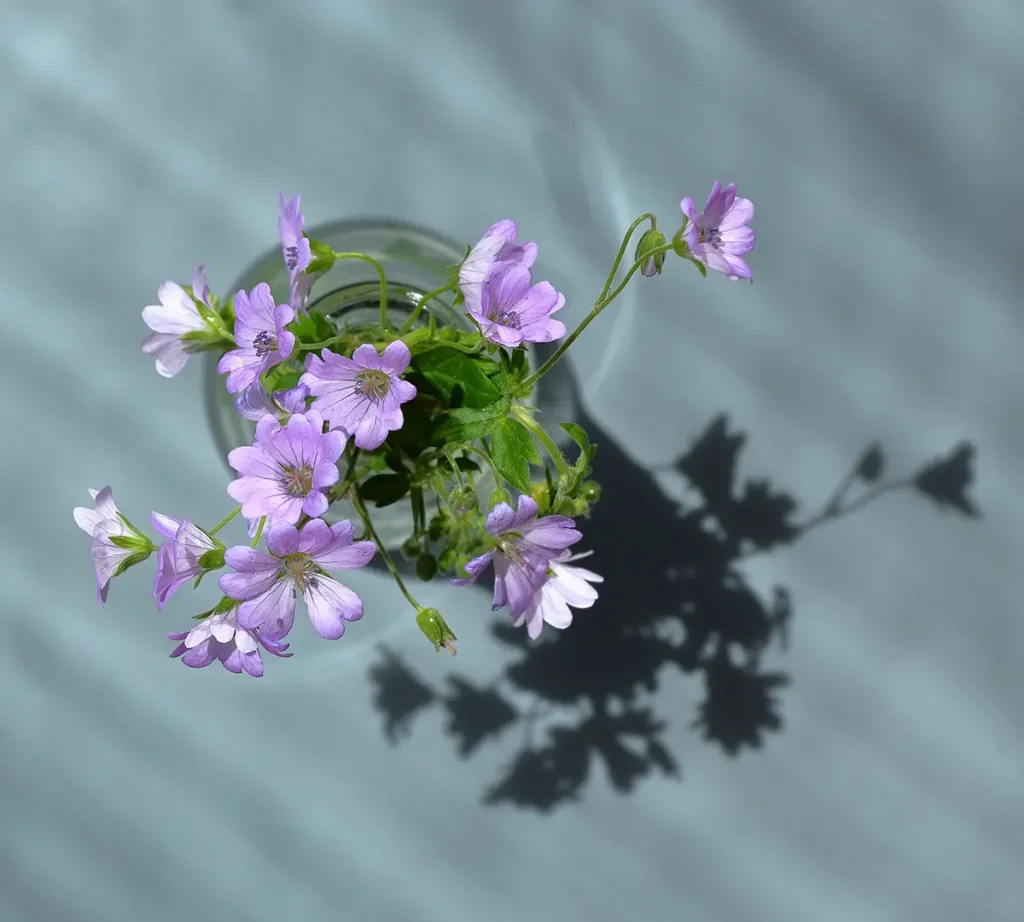 Only the flowers and their shadows remain