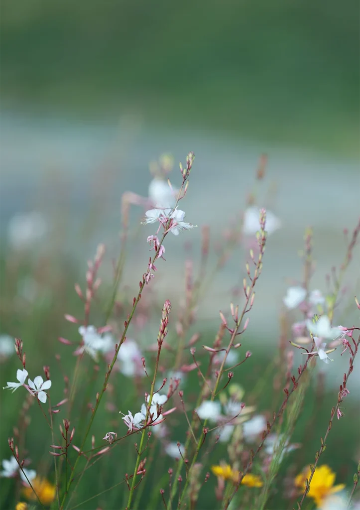 Small white flowers appear softly in the meadow