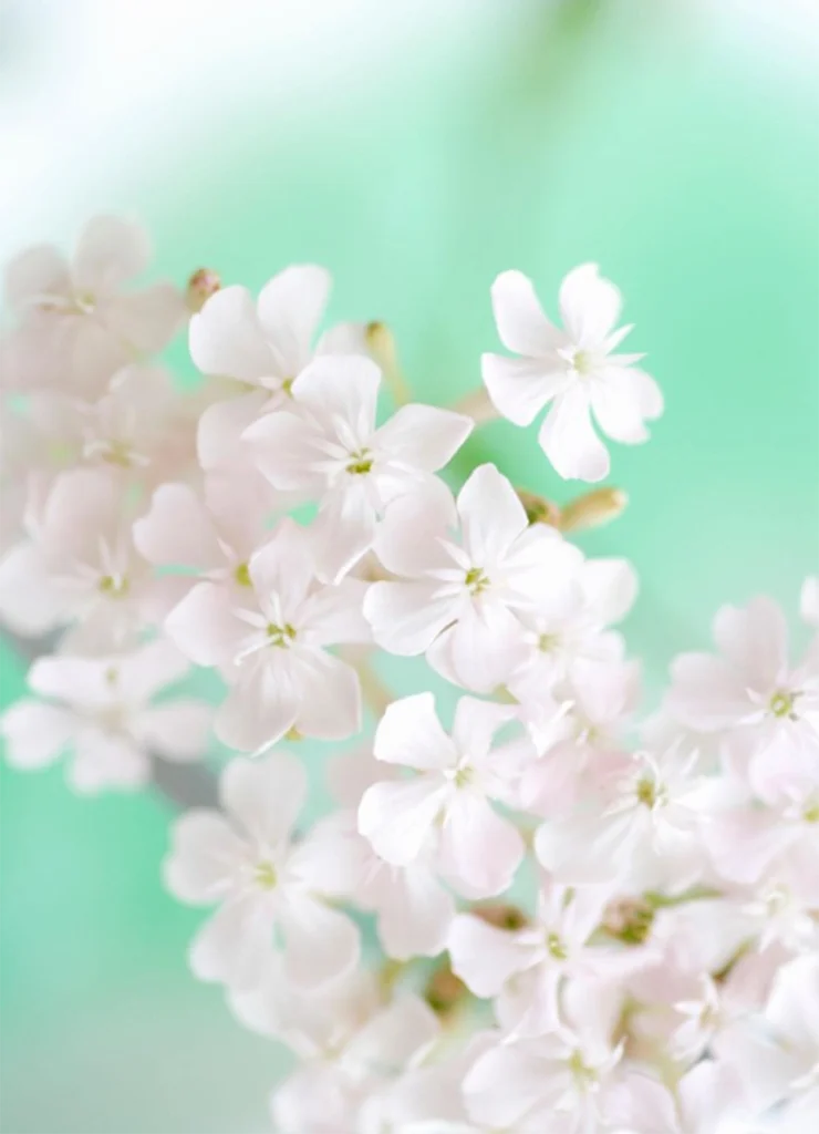 Small white flowers emerge from the creamy mist