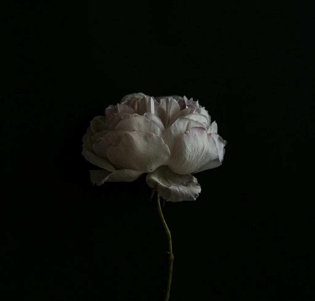 Soft light illuminates one side of the flower