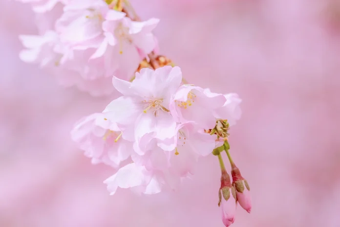 Softness Flower Photography Softness Flower Photography