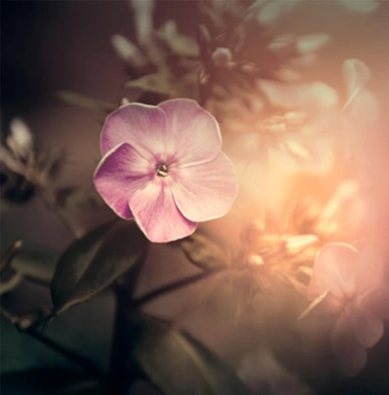 Strong light falls on the distant, softly blurred flowers