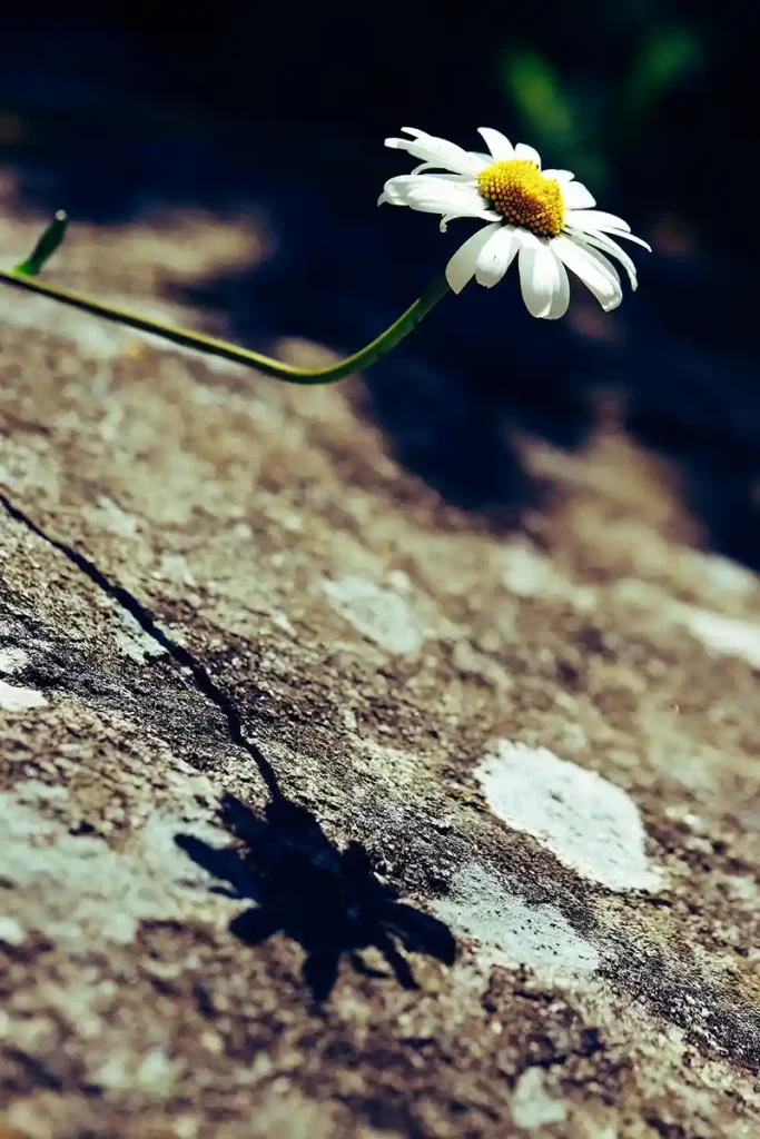 The shadow of a flower on the grand