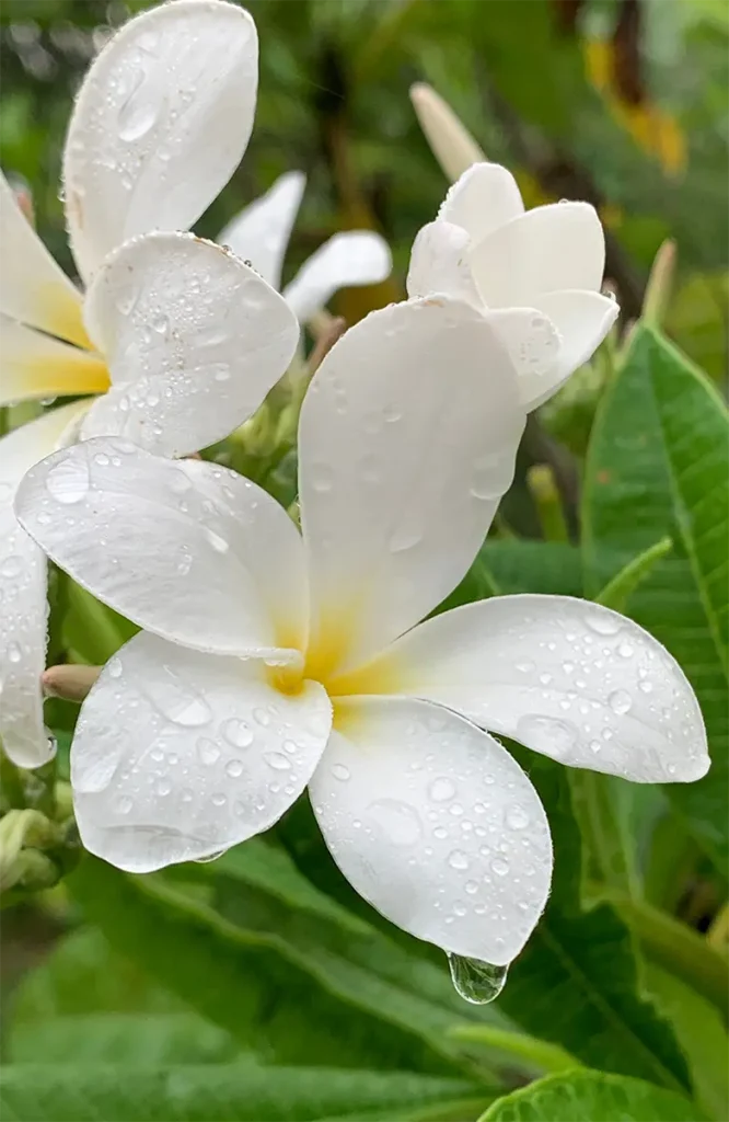 White flowers dotted with water droplets