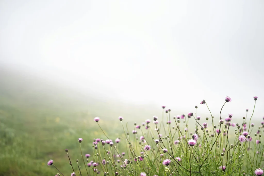 A cluster of small flowering bushes covers the grassy hillside