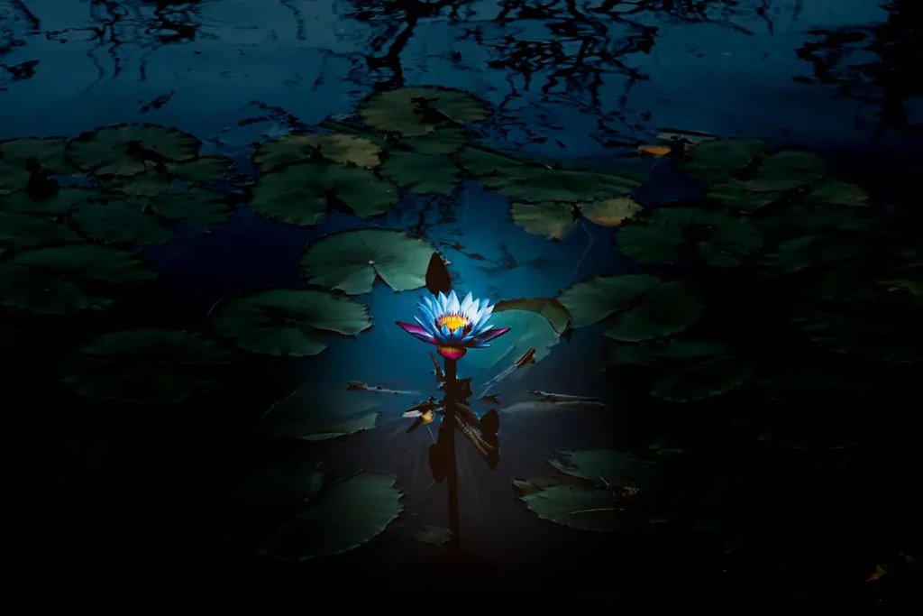 flower is gently held within a pool of light