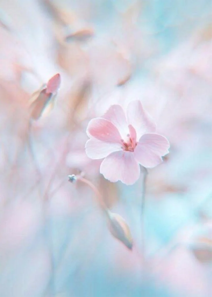 The flowers are softly defined