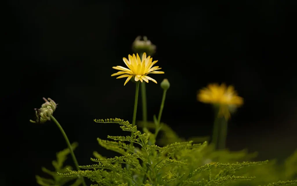 harmony between the yellow flowers and the pale green foliage