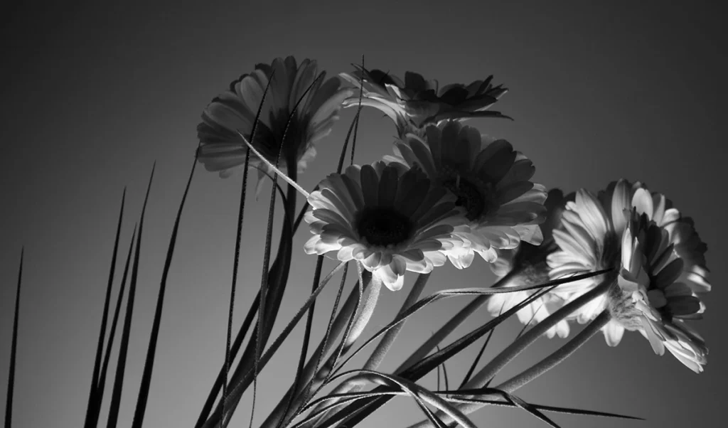 illuminating the backs of the petals