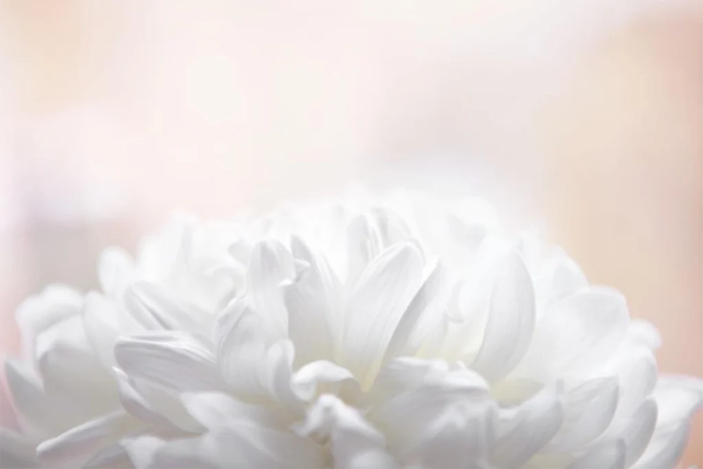 The large white flower emerges from the soft cream background
