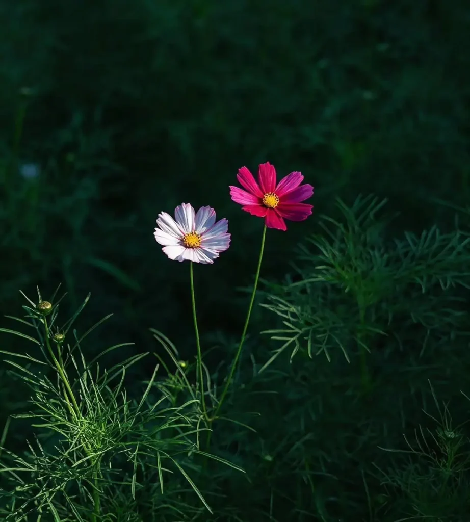 light finds its way to the small flowers