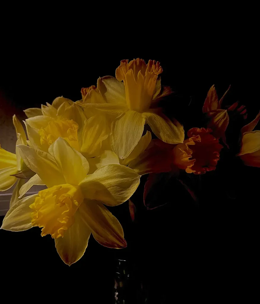 light gently recedes from one side of the flowering branch to the other