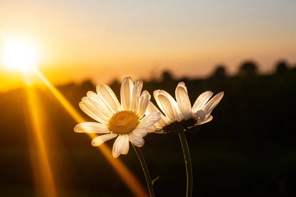 the low sunlight gently touches the two flowers