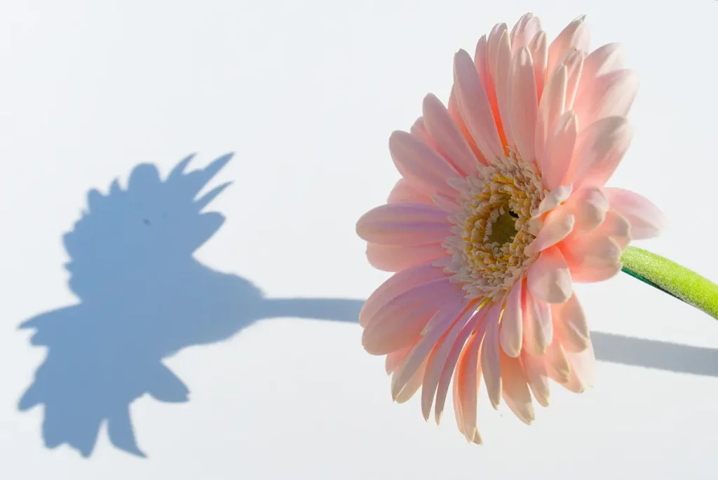 only the flower's shadow on the wall