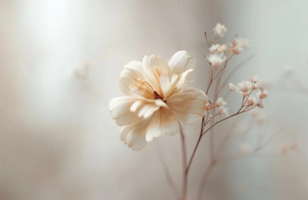 pale cream flower almost dissolves into the soft gray background