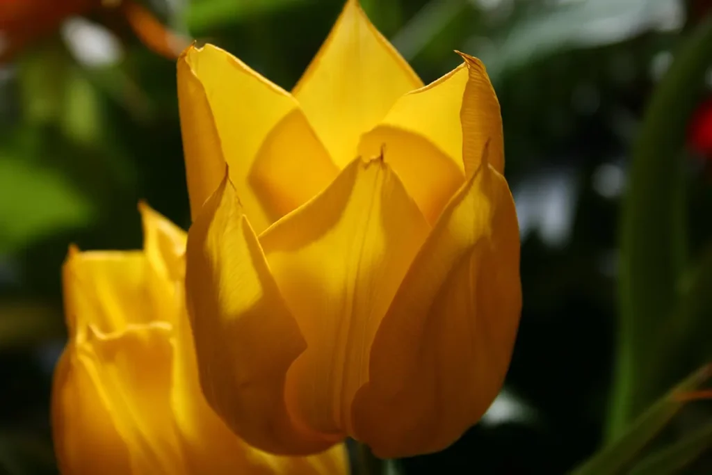 the petals cast shadows upon one another