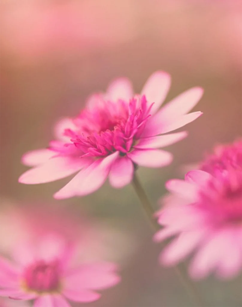 Only a few petals of the white flower remain sharply defined