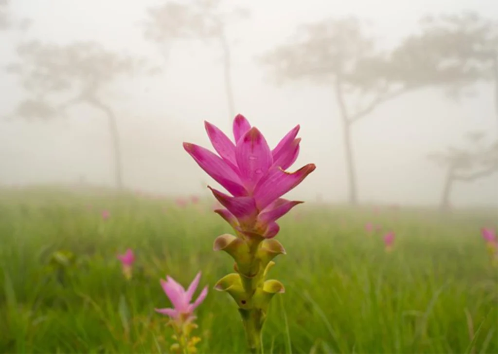 A pink flower stands in the meadow
