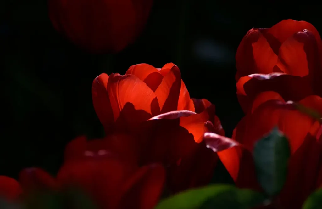 the red flowers seem to glow from within